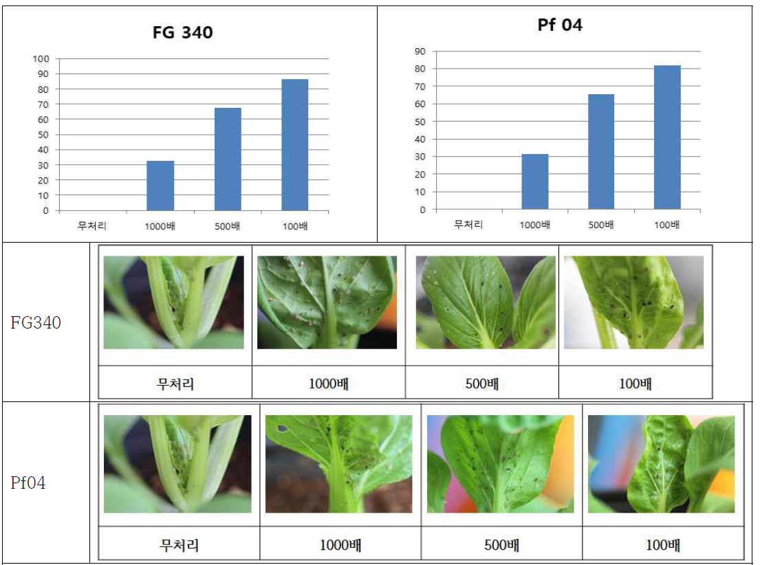 진딧물에 대한 Pot test