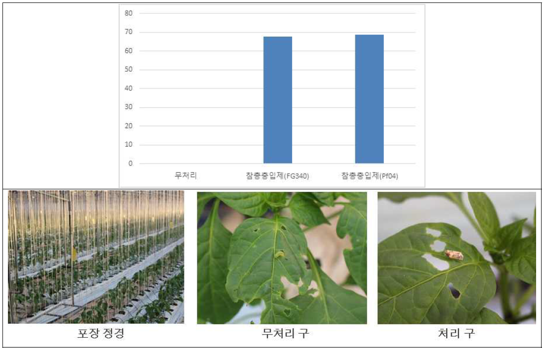 개발 시제품(참총충입제)의 파밤나방에 대한 포장 test