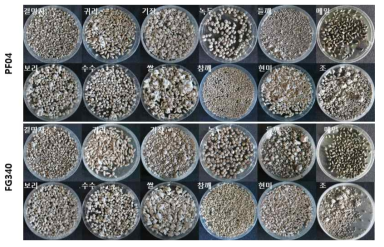 Isaria javanica PF04, FG340 곡물 14일간 배양