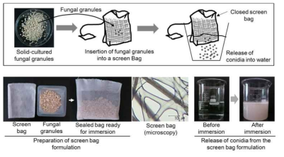 곤충병원성 진균 포자를 이용한 screen bag formulation 기술 (선행 연구)