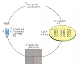 고체배양체 제형 장기보관 평가 방법