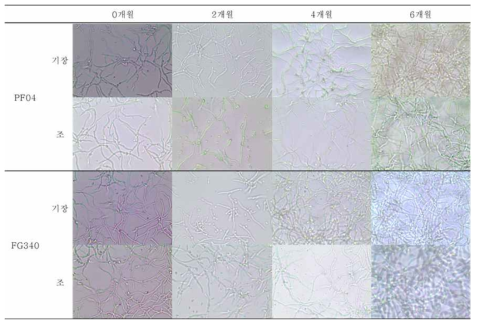 4℃조건에서 보관된 PF04, FG340 고체배양체의 2개월 간격 포자 발아 사진 비교 (광학현미경 400배)