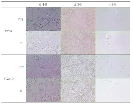 25℃조건에서 보관된 PF04, FG340 고체배양체의 2개월 간격 포자 발아 사진 비교 (광학현미경 400배)