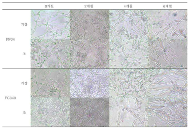 4℃조건에서 보관된 PF04, FG340 고체배양체 제형의 2개월 간격 포자 발아 사진 비교 (광학현미경 400배)