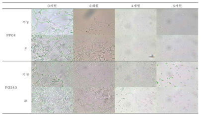 25℃조건에서 보관된 PF04, FG340 고체배양체 제형의 2개월 간격 포자 발아 사진 비교 (광학현미경 400배)