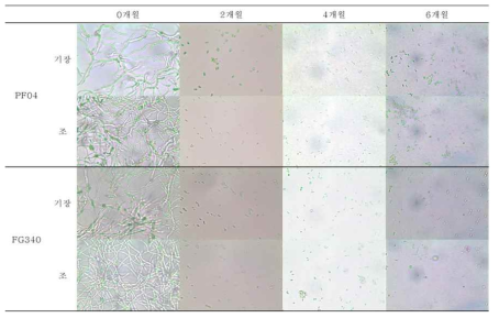 35℃조건에서 보관된 PF04, FG340 고체배양체 제형의 2개월 간격 포자 발아 사진 비교 (광학현미경 400배)