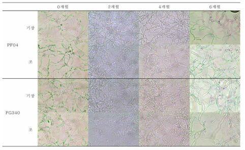 4℃조건에서 보관된 PF04, FG340 screen bag 제형의 2개월 간격 포자 발아 사진 비교 (광학현미경 400배)