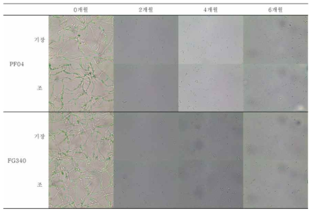 25℃조건에서 보관된 PF04, FG340 screen bag 제형의 2개월 간격 포자 발아 사진 비교 (광학현미경 400배)
