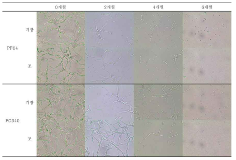 35℃조건에서 보관된 PF04, FG340 screen bag 제형의 2개월 간격 포자 발아 사진 비교 (광학현미경 400배)