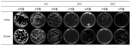 각 온도 조건 보관된 PF04, FG340 입제 배지에서 생산된 colony 사진 비교