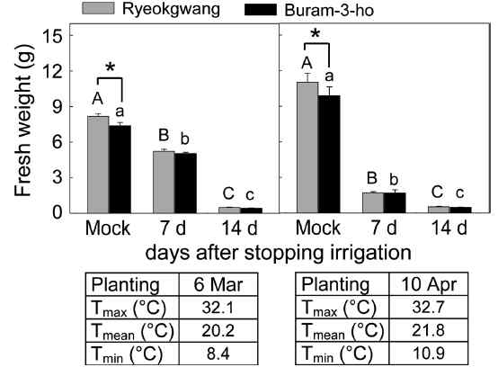 Plant growth of two Chinese cabbage cultivars by stopping irrigations. Three-week-old seedlings were undergone different irrigation regimes for additional two-weeks