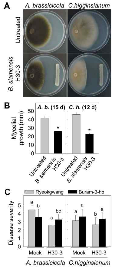 Protective effects of Bacillus siamensis H30-3 against fungal pathogens on Chinese cabbage plants. (A) Dual culture assay for in vitro inhibition of mycelial growth of Alternaria brassicicola and Colletotrichum higginsianum by B. siamensis H30-3. The fungal pathogens were co-cultured with the bacterial strain H30-3 for 15 and 12 days at 25 °C for A. brassicicola and C. higginsianum, respectively. (B) Inhibitory mycelial growth measured by half of the fungal colony diameter after co-culture. Error bars represent the standard errors of the means of the six independent experimental replications. Asterisks indicate significant differences as determined by Student’s t -test (P < 0.05). (C) Reduced black spot and anthracnose disease severities on Chinese cabbage plants by the antagonistic B. siamensis H30-3. Bacterial suspension (109cfu/ml) of B. siamensis H30-3 was foliar sprayed at 1 day prior to challenge inoculations of the fungal pathogens. Disease severities were evaluated at 4 days after fungal inoculation based on 0 - 5 scales. Error bars represent the standard errors of the means of the four independent experimental replications. Means followed by the same letter are not significantly different at 5% level by least significant difference test