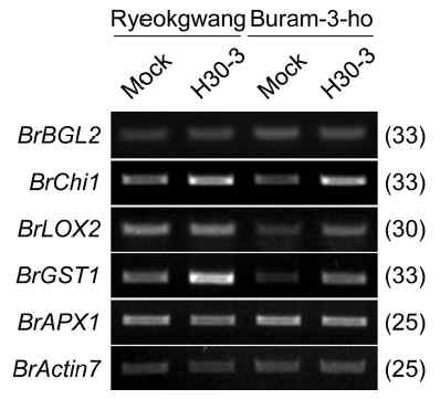 Expression of defence-related genes in Chinese cabbage leaves treated with B. siamensis H30-3. Expression of basic glucanase 2 gene BrBGL2, chitinase 1 gene BrChi1, glutathione-S -transferase 1 gene BrGST1 and ascorbate peroxidase 1 gene BrAPX1 was analyzed by semi-quantitative RT-PCR technique. BrActin7 was used as an internal control. The number of PCR cycles of each result is indicated within the right parenthesis