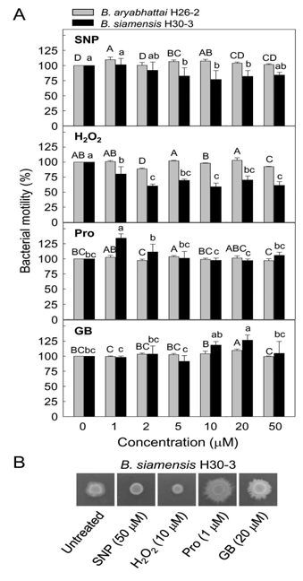 Differential motility responses of Bacillus aryabhattai H26-2 and B. siamensis H30-3 to different concentrations of sodium nitroprusside (SNP), H2O2, proline (Pro) and glycine betaine (GB). Relative bacterial colony diameters on nutrient media compared to untreated control were demonstrated. Error bars represent the standard errors of the means of the four independent experimental replications. Means followed by the same letter are not significantly different at 5% level by least significant difference test