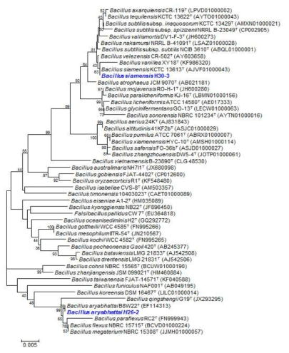 A neighbor-joining tree of Bacillus species related to the two isolates based on phylogenetic analysis of the 16s rRNA sequences. Bootstrap values of 1,000 analyses are shown at the branching point