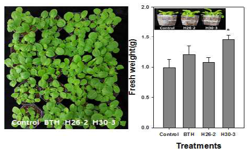Growth promotion by bacterial volatile on Chinese cabbage seedling in two-layer octagon container. Bacterial suspensions were drenched into autoclaved potting mixture in lower layer of container; Chinese cabbage seeds were planted in upper layer of container. Four weeks after planting, seedlings were weighted. Asterisks on the bar mean significant difference by the LSD test at P < 0.05; error bars indicate standard error