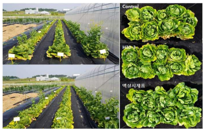 Pictures of Chinese cabbages treated with bacterial strain, H30-3, and its liquid formulation in a field in 2018.