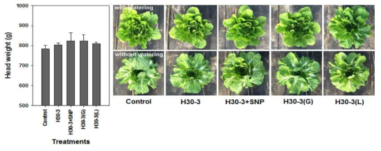 Head weight of Chinese cabbages treated with H30-3, H30-3+SNP, granule(G)or liquid(L) formulations of H30-3 in a platic house under drought condition. Asterisks on the bar mean significant difference by the LSD test at P < 0.05; error bars indicate standard error