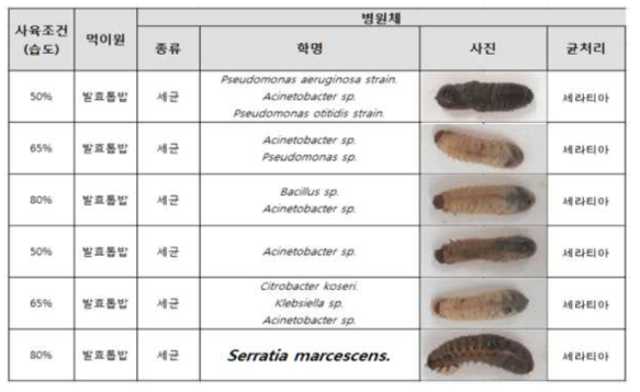 습도에 따른 Serratia marcescens에 대한 생존율