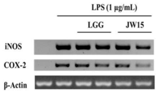L. rhamnosus GG 균주와 W. cibaria JW15 균주의 LPS 유도 RAW 264.7 cells에 서의 염증관련 mRNA의 발현 억제능(LGG, Lactobacillus rhamnosus GG; JW15, Weissella cibaria JW15)