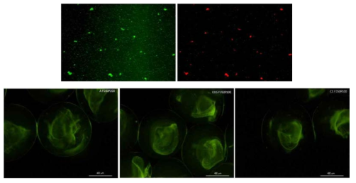 Fluorescence microscopy images of free cells stained with the LIVE/DEAD cell kit and encasulated Weissella cibaria JW15 Green dots represented living cells, while red dots represented the nuclei of dead cells