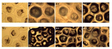 The optical microsopy images of freshly prepared capsules (A1 and B1) and after simulated to intestinal system (A2 to A4 and B2 to B4). A-1, alginate, Al; A-2, Al; A-3, Al-PEG; A-4, Al-PEG-PVA; B-1, alginate with chicory fiber, Ch; B-2, Ch; B-3, Ch-PEG; B-4, Ch-PEG-PVA. Magnification x40