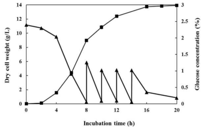 W. cibaria JW15 균주의 유가식 배양(균체량(■); 당 농도(▲)
