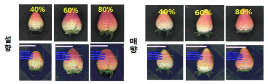 수출 딸기(설향, 매향 품종)의 착색도 판별 영상