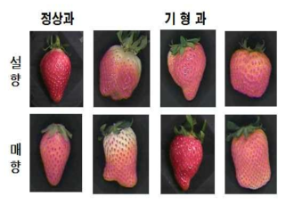 수출 딸기(설향, 매향 품종)의 정상과/기형과 분류