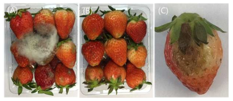 16일 저장 딸기의 대조구(A)와 MA 포장(B, C)의 곰팡이 형상