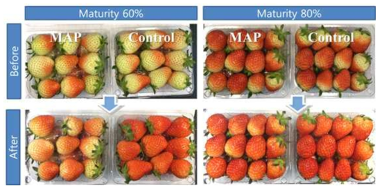 28℃ 2일 저장에 따른 딸기의 숙도별 색변화