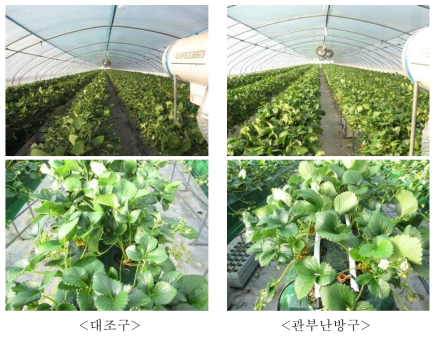 딸기 국소난방 현장적용 난방시험구 배치