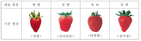 딸기 품종별 기준 형상