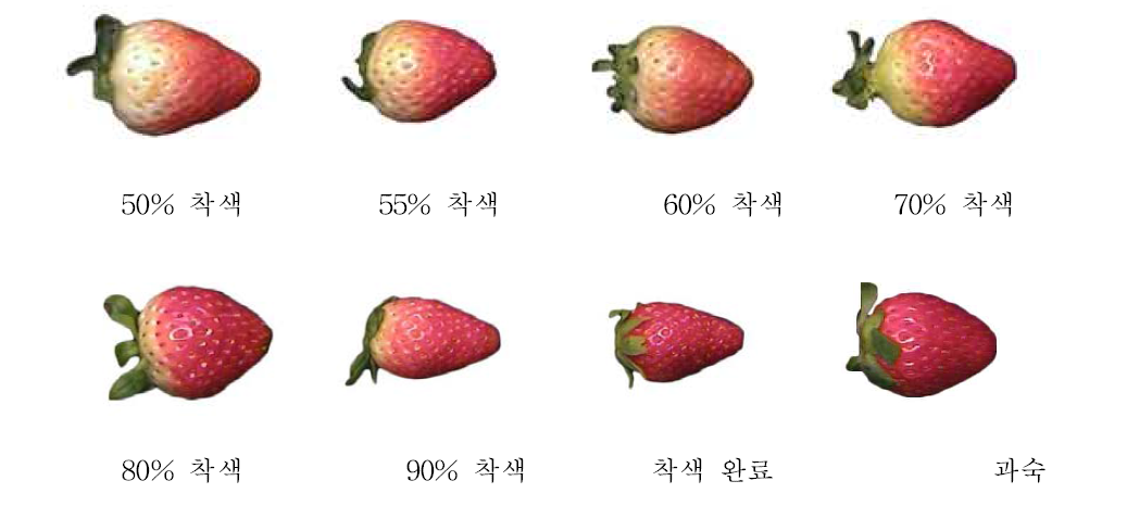 착색도별 딸기 영상