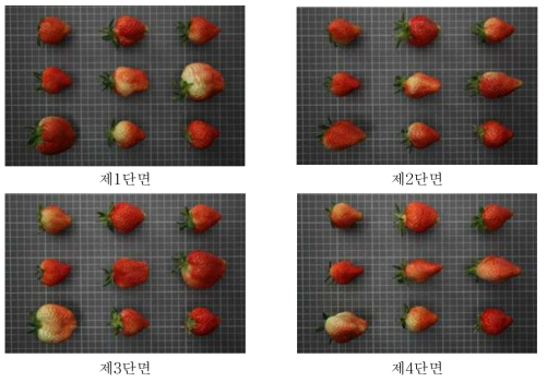 DSLR 카메라에 의해 촬영된 설향 품종의 비정상 딸기 영상