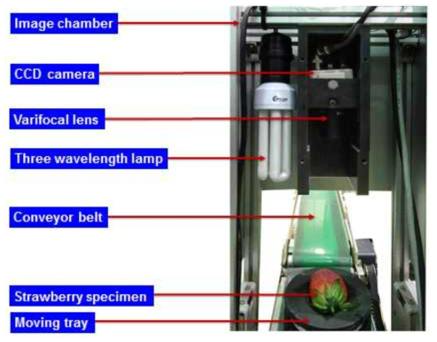 딸기 형상과 색상을 위한 이미지 측정 시스템