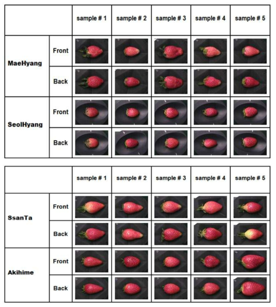 딸기 중량예측 실험을 위한 딸기 영상