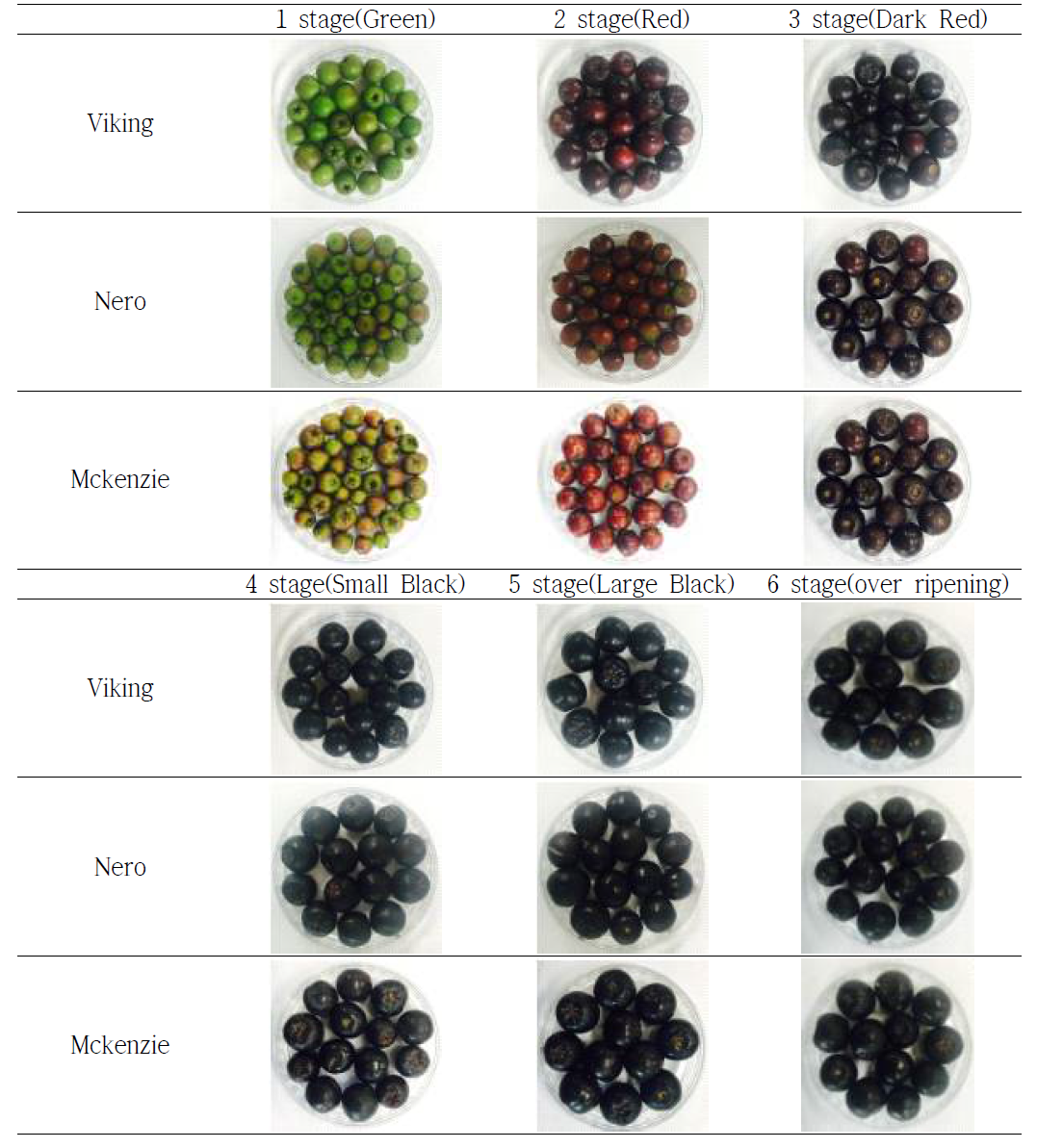 Appearance of aronia by varieties and harvest stages