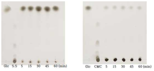 TLC of Aronia extract with enzyme of AMG(Soluble starch, CMC(carboxymethyl cellulose))