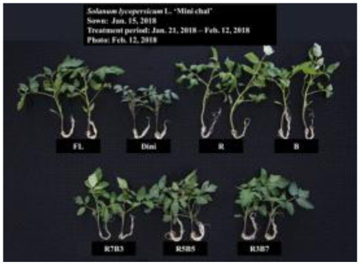 다양한 광질을 이용한 토마토(Solanum lycopersicum L.) ‘미니찰’ 플러그 묘의 처리 후 23일째 생육