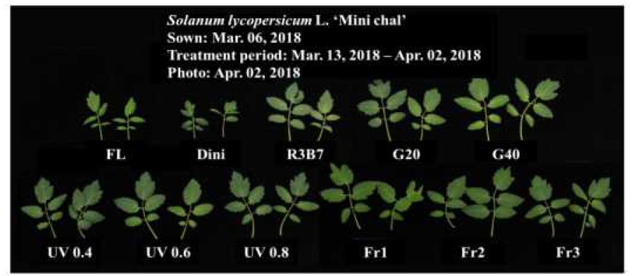 다양한 광질을 이용한 토마토(Solanum lycopersicum L.) ‘미니찰’ 플러그 묘의 처리 후 21일째 잎 형태