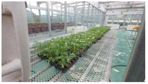 송풍처리를 이용한 토마토 접목묘의 도장억제 및 생육 조절 실험 진행 사진