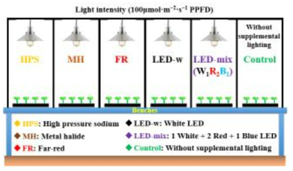 과채류 육묘 보광용 광원의 배치도. 고압나트륨(HPS, High pressure sodium), 메탈할라이드(MS, Metal halide), 근적외선(FR, Far-red), 백색 LED(LED-w, White LED), 혼합 LED(LED-mix, White:Red:Blue=1:2:1) 및 대조구(Control, Without supplemental lighting)