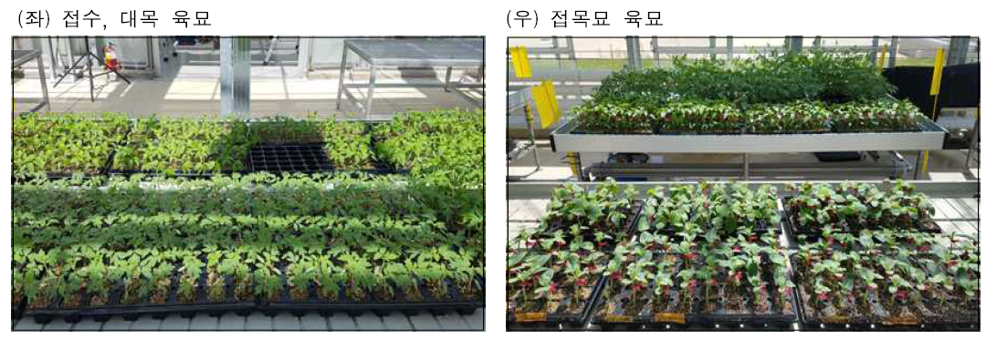 과채류 접수, 대목 육묘(좌) 및 접목묘 육묘(우) 관리 전경