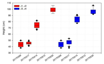 노지 마늘의 생육변화를 파악하기 위한 초장 관측 (2017년 자료)