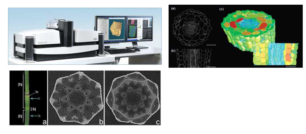 Non-destructive Micro Scanning CT image analysis를 통한 발근상태 및 모종의 줄기 건전성 평가