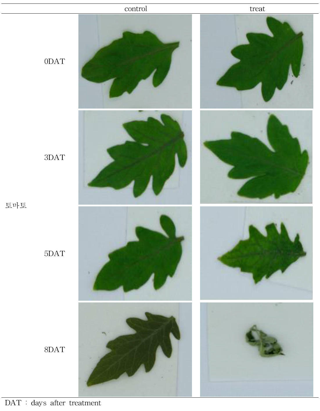 수분스트레스에 따른 토마토 잎의 표현형 (조건 3. 27.3℃ RH 40.5%)