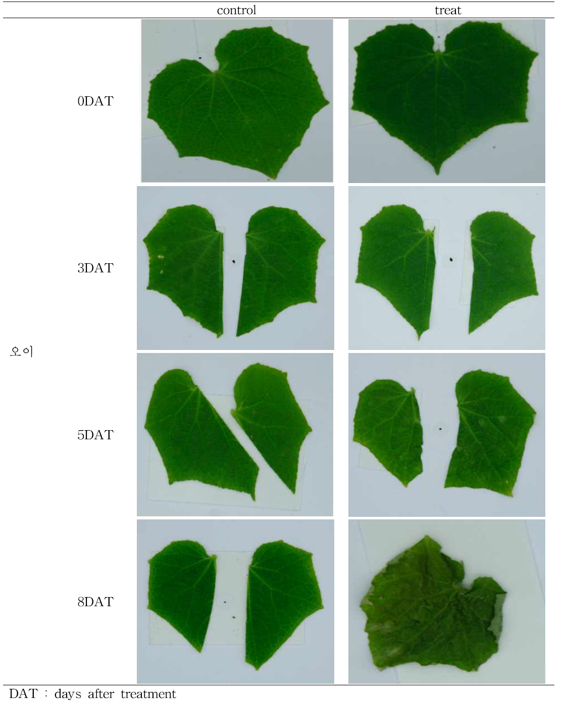 수분스트레스에 따른 오이 잎의 표현형 (조건 3. 27.3℃ RH 40.5%)