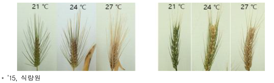 등숙온도에 따른 밀의 등숙 및 피해 상태