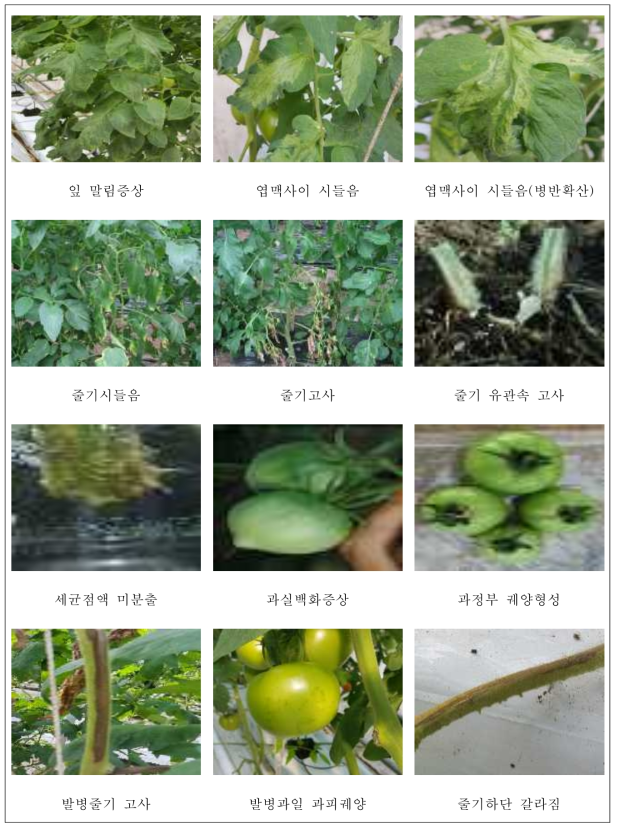 토마토 궤양병 부위별 다양한 병징 구분